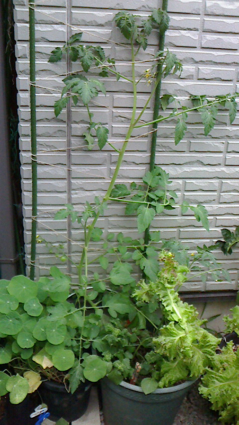 NEC_0210.JPG