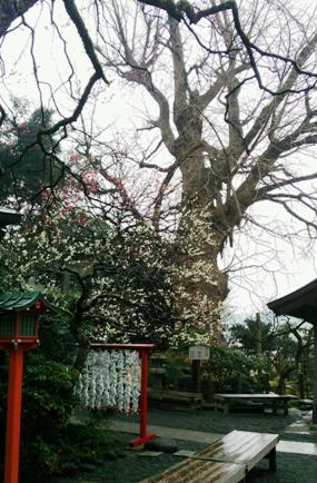 1 奥の大木は銀杏.JPG