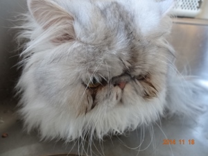 DSC04530 (300x225).jpg