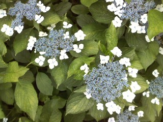 20120628 flowers1 08.JPG
