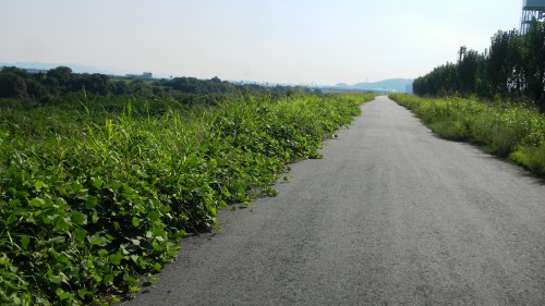 072宇治川自転車道（下流方向）.JPG