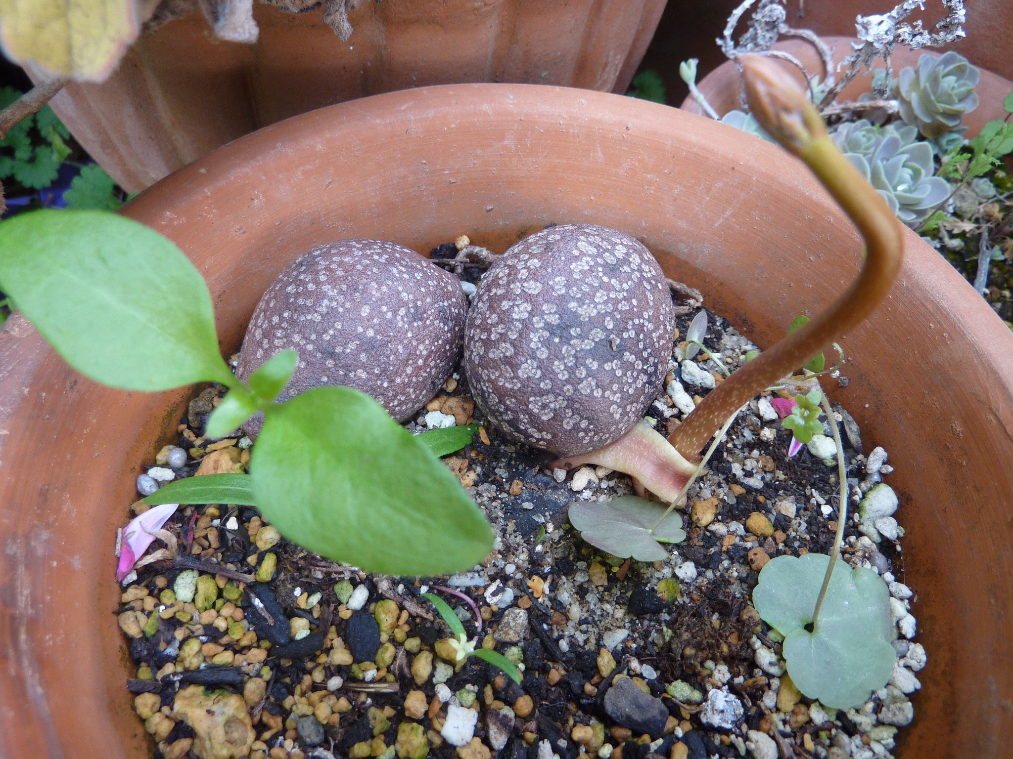 P1100154.JPG