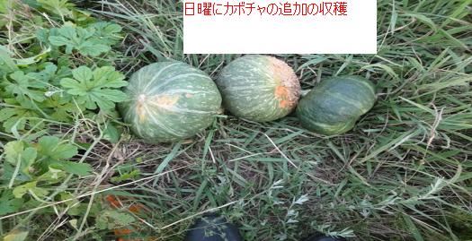 110かぼちゃ.JPG