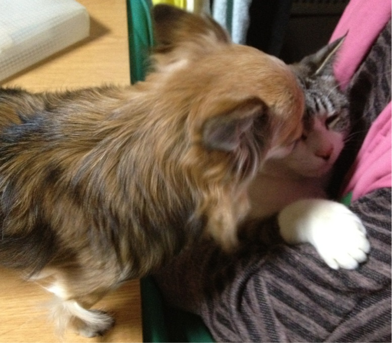 201302141631_2647_iphone.jpg