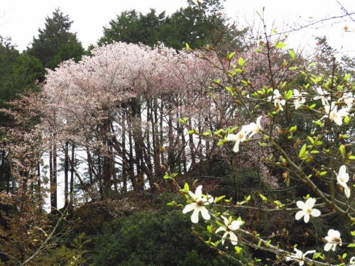 山桜ｃ_9251.jpg