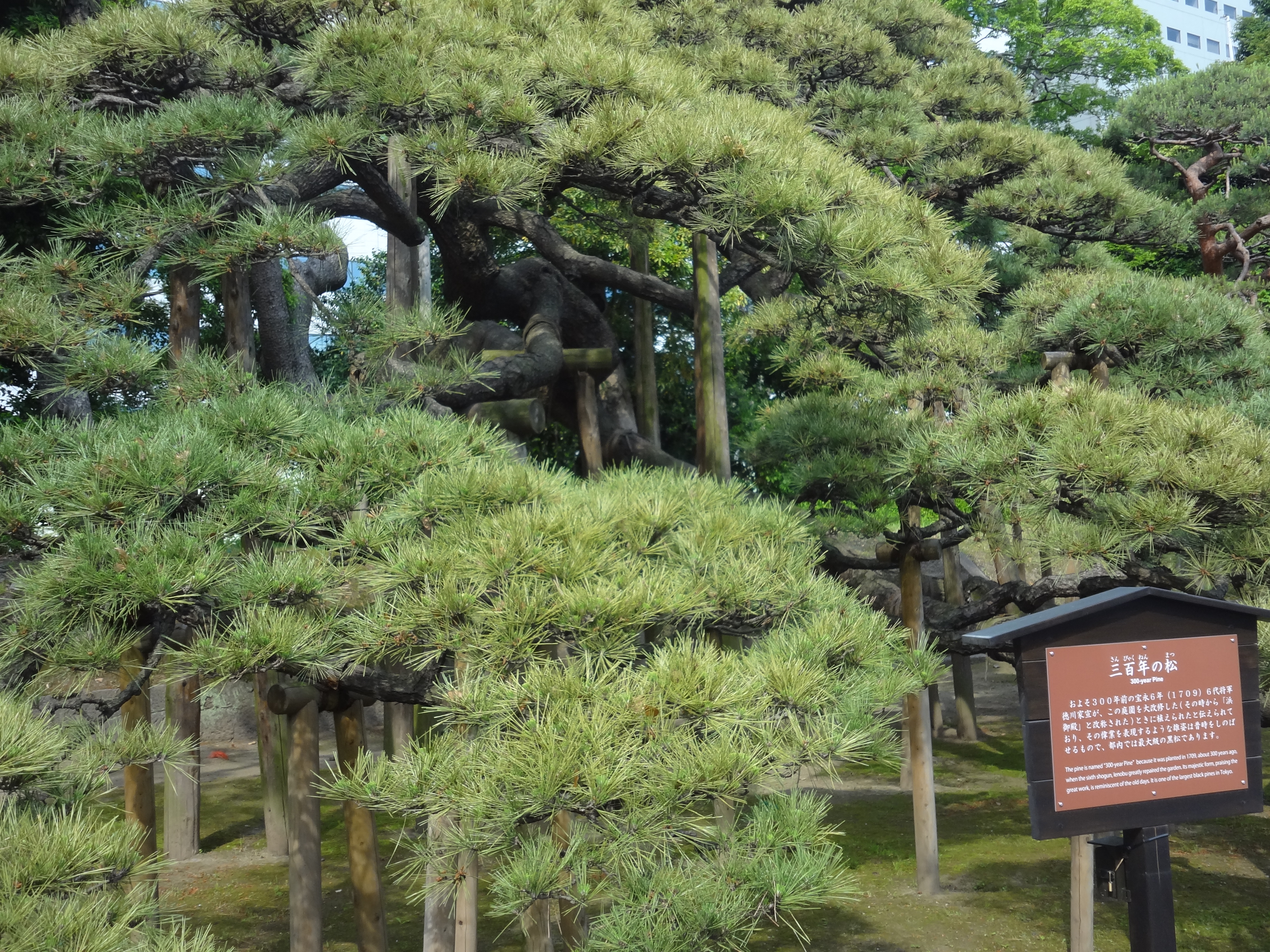 三百年の松.JPG