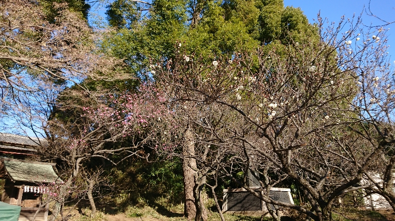 DSC_1117.JPG