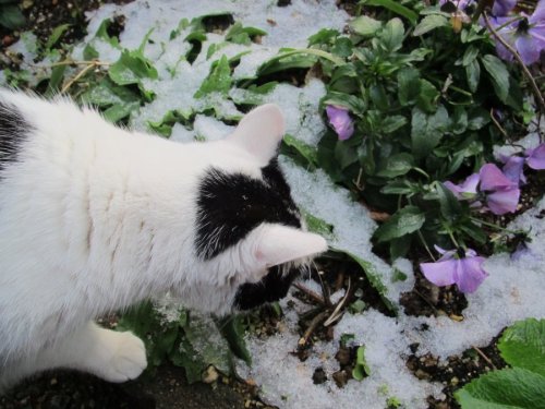 雪の朝２.JPG