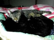 で殿下＆エムたん舐め舐め中f^_^;２