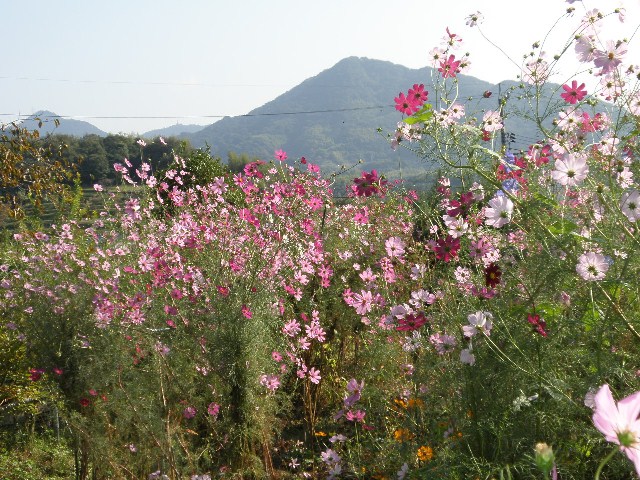PA071649-1.jpg