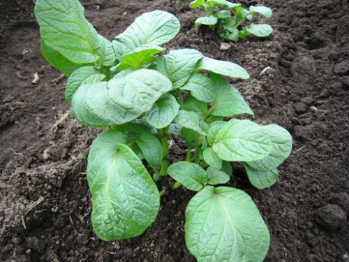 2008.6.8 ジャガイモ　その２.JPG