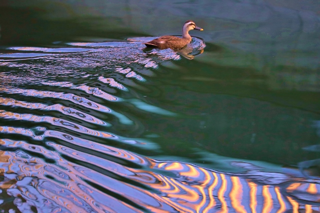 CJ9I1476 (640x427).jpg