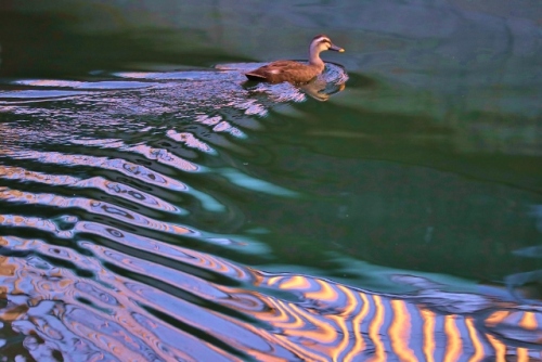 CJ9I1476 (640x427).jpg