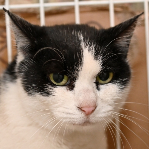 家族紹介用画像フォルダ