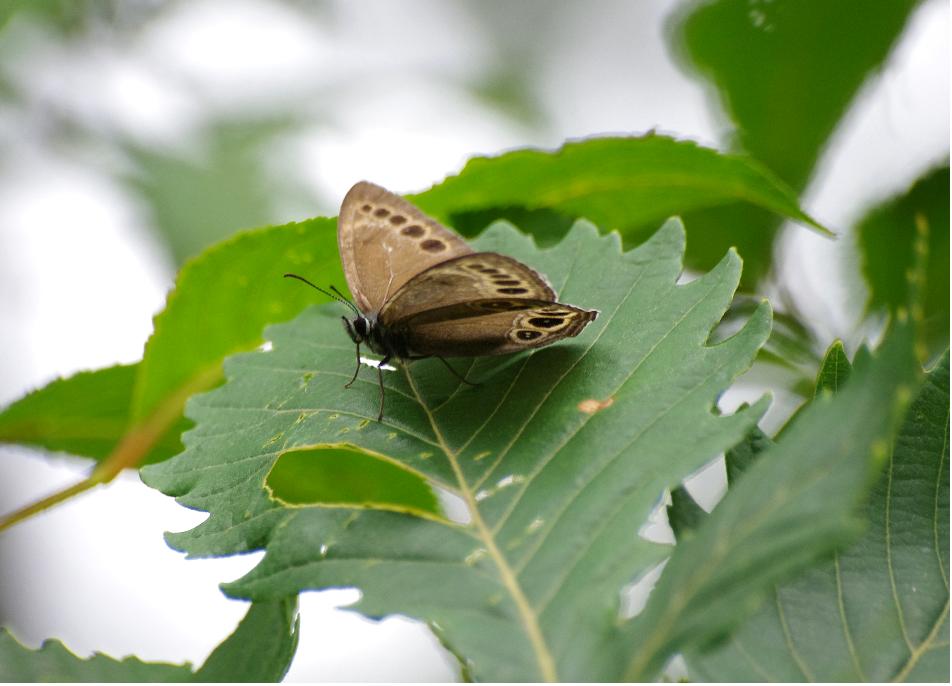 120722ｳﾗｼﾞｬﾉﾒ３.jpg