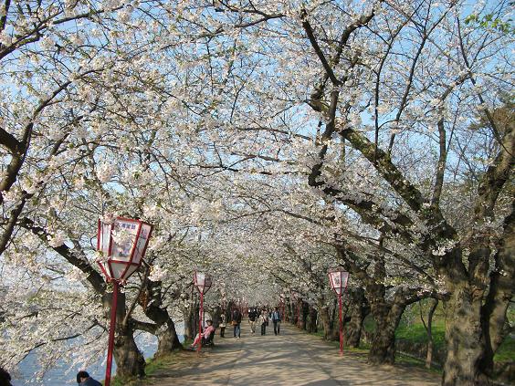 C:\fakepath\130509桜のトンネル、ベンチあり.jpg