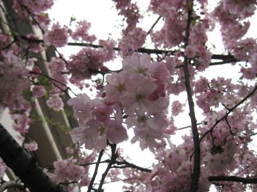 桜に滴が.JPG