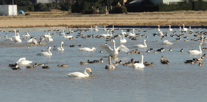 白鳥　26,12-030a.jpg