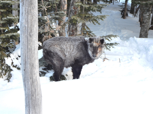 カモシカ201402192.jpg