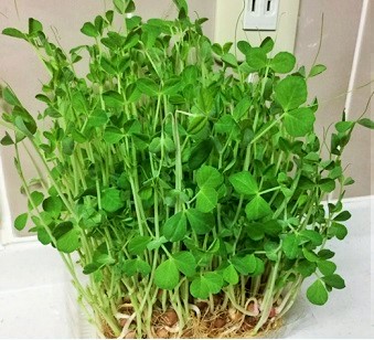 豆苗の花 晴れ ときどき手作り 楽天ブログ
