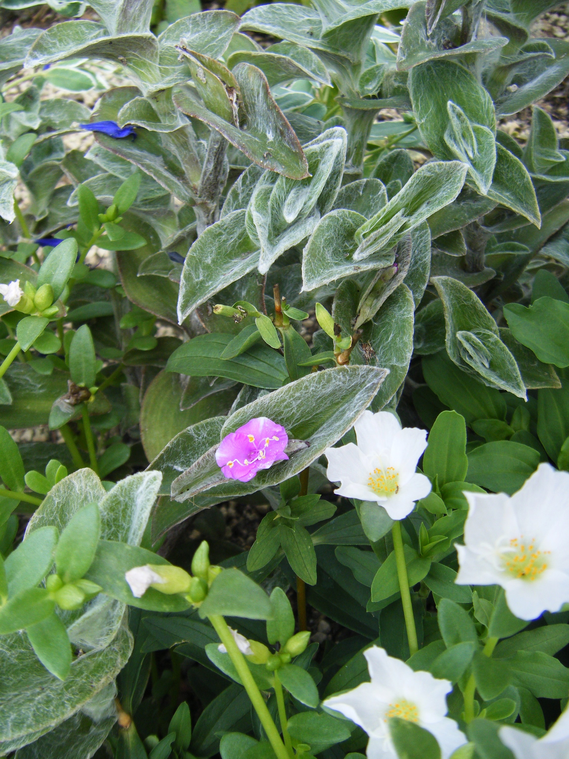 DSCF0580.jpg