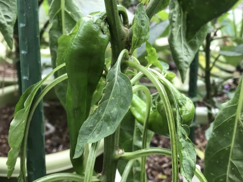 万願寺とうがらし