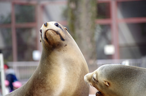 東山動植物園(8).jpg