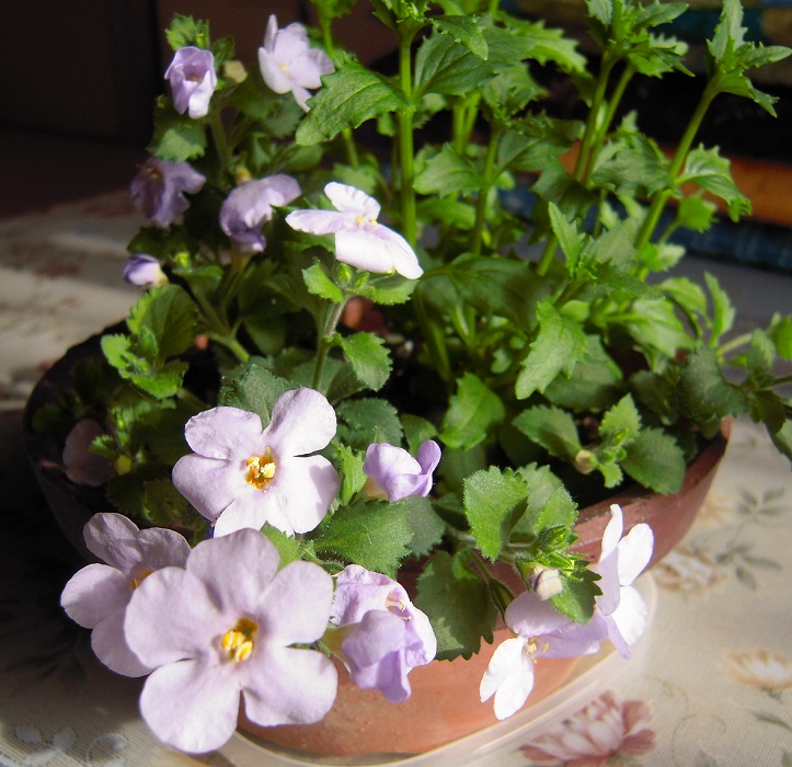 DSCN4009.JPG
