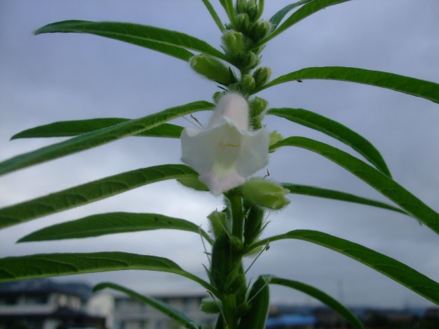 015.jpgゴマの花8728.jpg