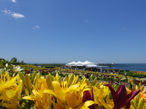 7　舞洲ゆり園入園直後の風景 (1).JPG