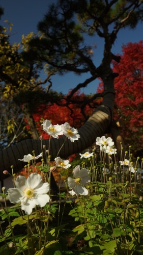 天授庵　白花と紅葉.jpg