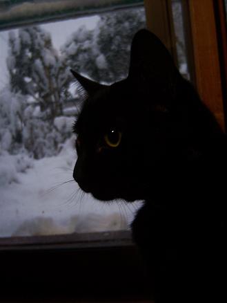 雪にびっくりにゃじ・02.jpg