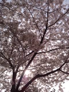 桜の天井2013.jpg