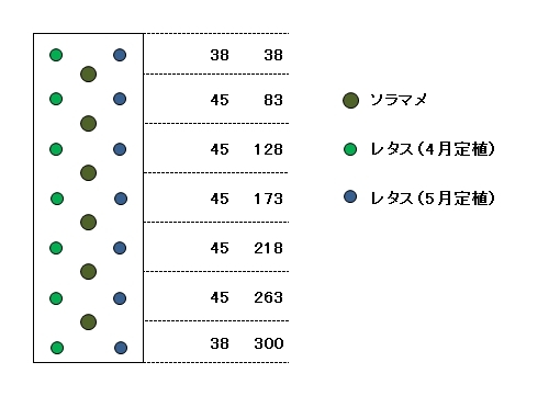 08ソラマメ・春レタス配置図