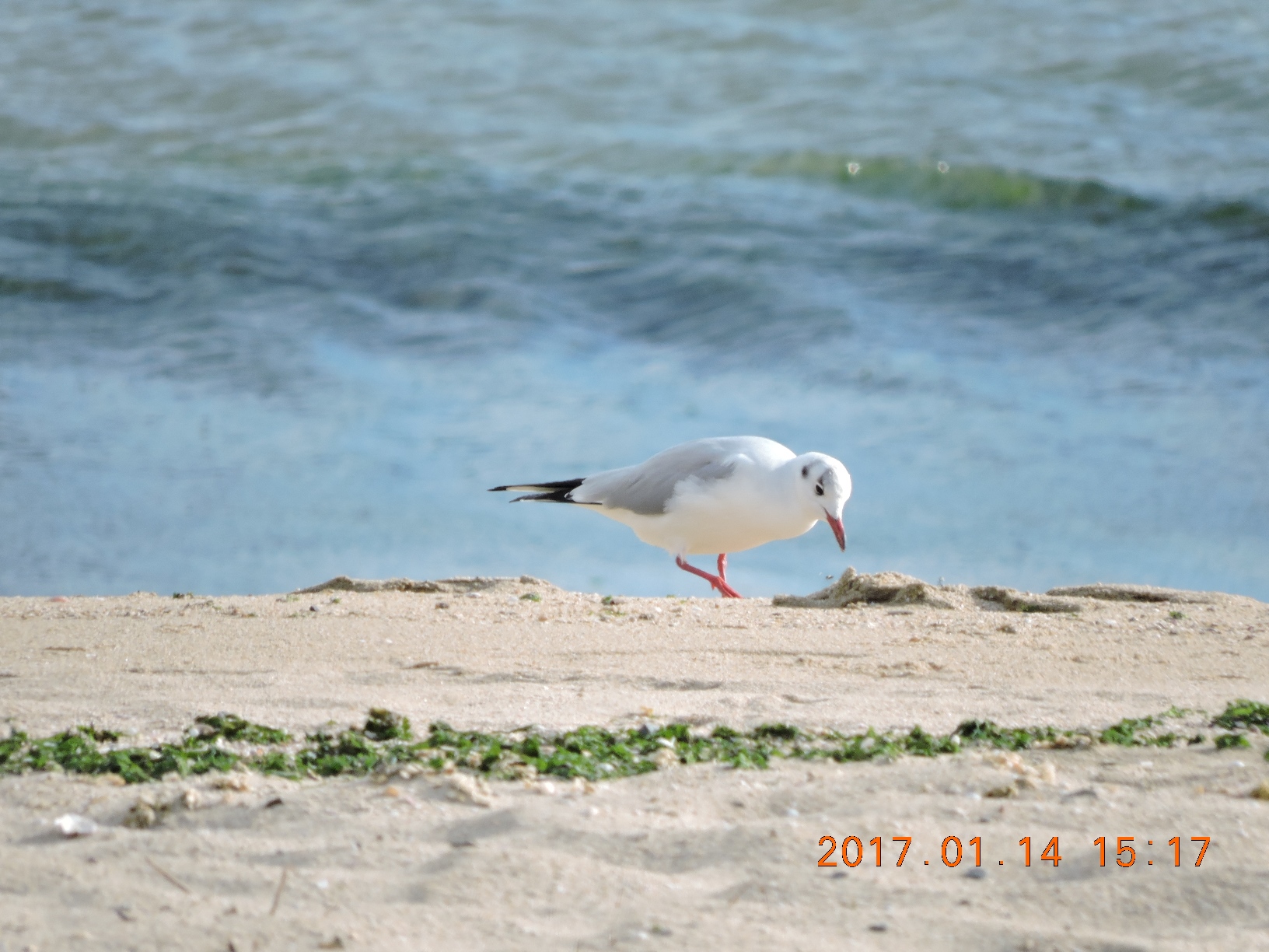 DSCN1966-1.jpg