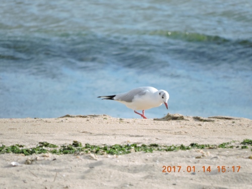 DSCN1966-1.jpg
