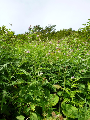 尾瀬沼・燧ケ岳の花4.jpg