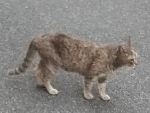 道に立つ茶猫2019