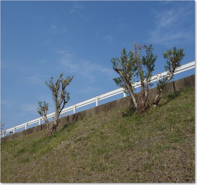 16見上げる道路