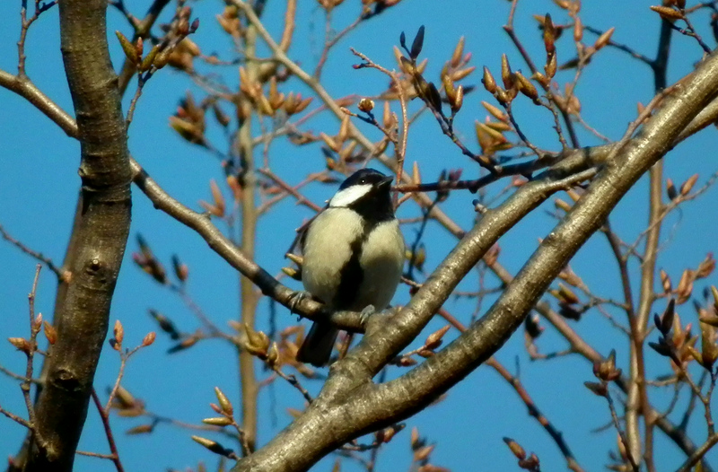 シジュウカラ 07.jpg