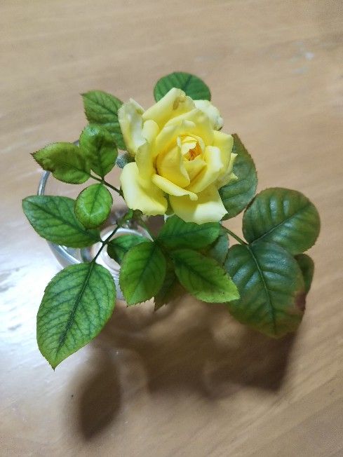 硝子カップに活けたミニバラ2018