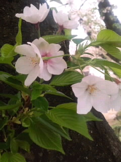 桜の幹から桜の木2015