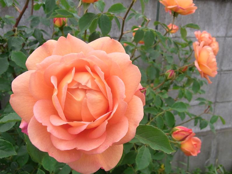 レディ オブ シャーロット.JPG