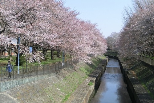 東京の桜も　２.jpg