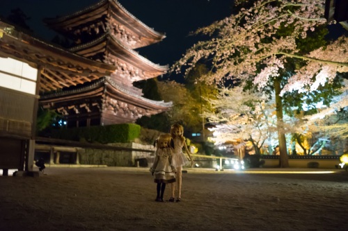 三井寺夜桜　陽菜 ﾌｪｲﾄ三重の塔だよ2.jpg