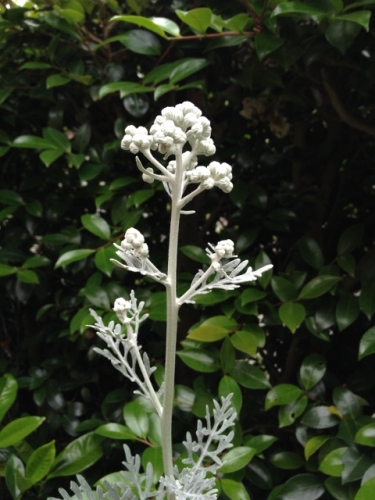 IMG_9174 (480x640).jpg