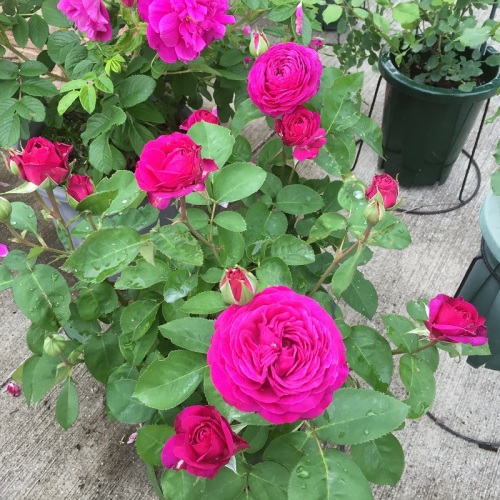 2016-05-06 14.36.40.jpg