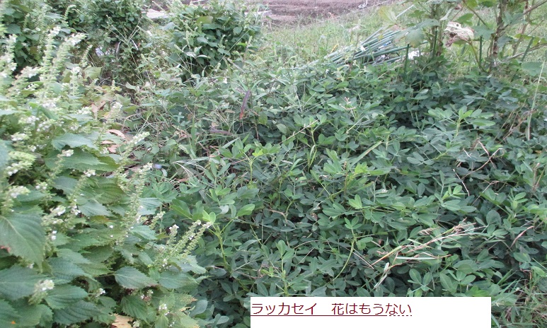 らっかせい.JPG