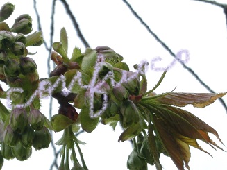 sakura 2015 gyoikou.jpg