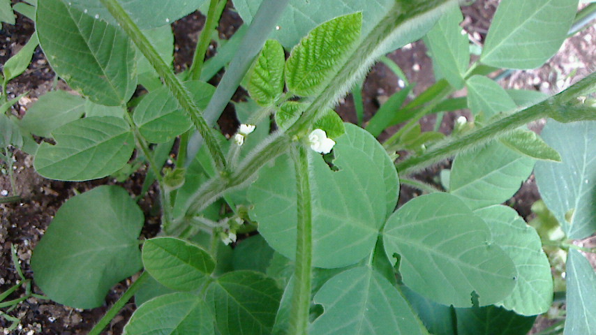 NEC_0133.JPG